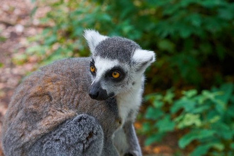 Ring tailed lemur outdoor forest image