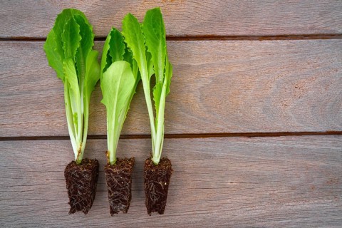 Lettuces seedlings sporuts ready for plant in an orchard garden
