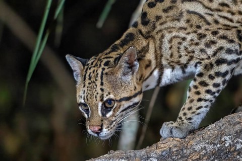 Ocelot (Leopardus pardalis), animal portrait, at night, Pantanal, inland, wetland, UNESCO Biosphere