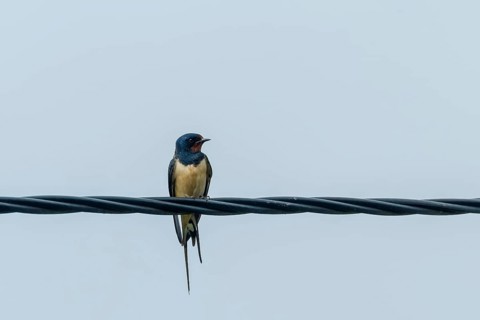 Barn Swallow on a Wire (Hirundo rustica)