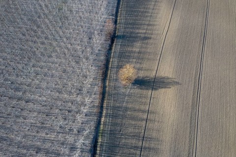 Poplar trees in row countryside Early Spring. Top View