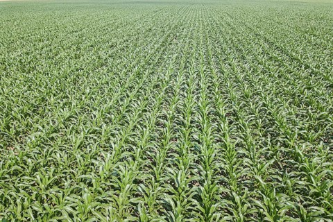 Aerial view of a green corn field. Corn Aerial