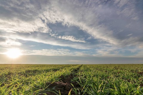 Wheat seedlings growing in a field. Young green wheat growing in soil