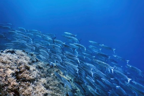 Fish School Underwater, Fish underwater background (Mugil cephalus) Flathead grey mullet