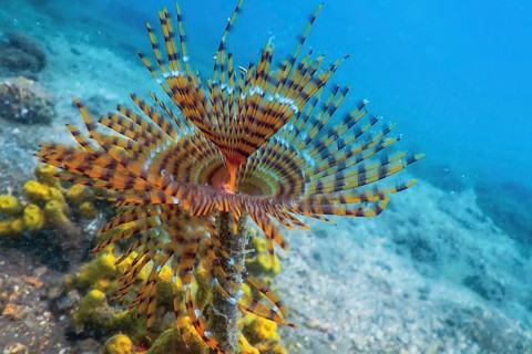 Tubeworm underwater (Sabella spallanzanii) Underwater Sea Life