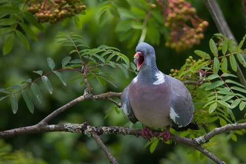 Wood pigeon (Columba palumbus), yawning, in a tree, Baden-Württemberg, Germany, Europe