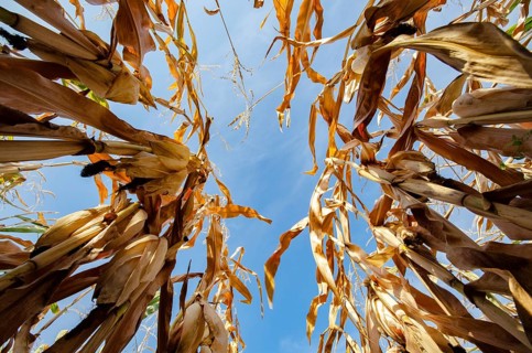 Lov point wideangle view at maize corn field summer time under daylight. Agriculture industrial