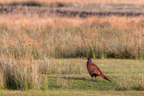 Pheasant (Phasianus colchicus) on the salt marshes on Juist, East Frisian Islands, Germany, Europe