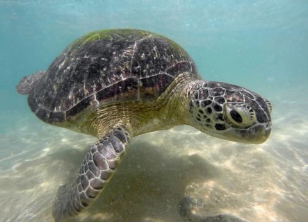 Large sea turtle underwater close-up