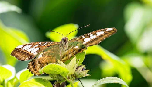 The Clipper Butterfly