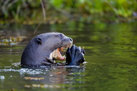 Side view head of a Giant Otter eating a fish in his claws on river surface, Pantanal Wetlands,