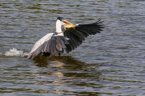 Cocoi Heron starting on river surface with piranha crosswise in beak, wings spread, Pantanal