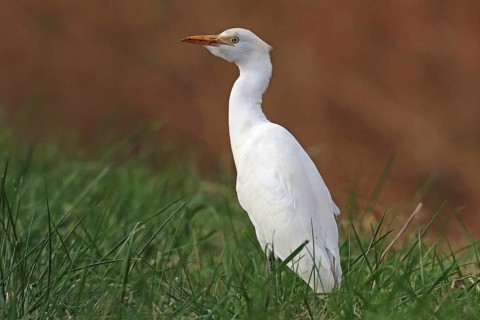 Cattle Egret, Bubulcus ibis, Southern France