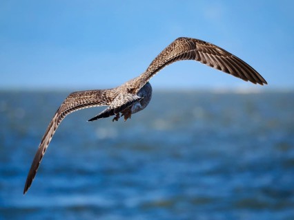 Flying gull (Larinae), Brouwersdam, province of South Holland, Netherlands