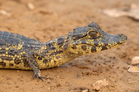Caiman (Caimaninae), Crocodile (Alligatoridae), crocodile (Crocodylia), animal portrait, young