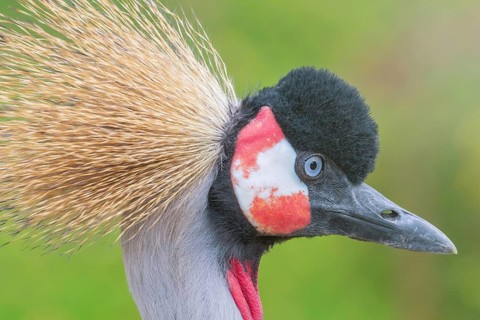 Grey crowned crane Close up portrait (Balearica regulorum) National bird of Uganda