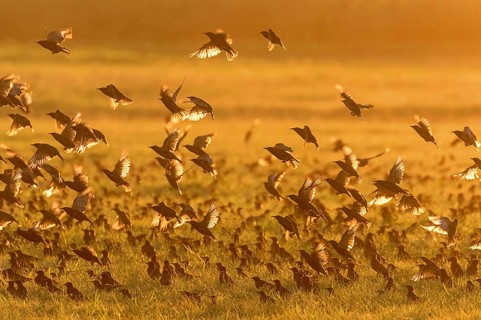 Common Starling on the Field at Sunset (Sturnus vulgaris) European starling