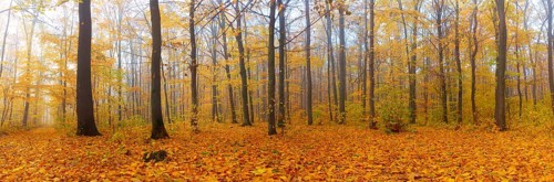 Panorama of autumn forest with fallen leaves with morning fog