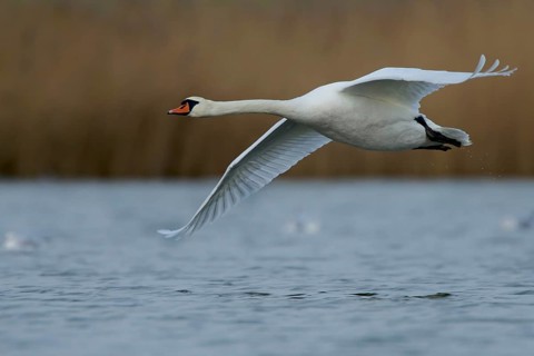 Mute swan in flight. Flying Mute Swan