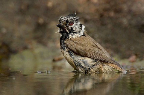 Crested tit after the bath