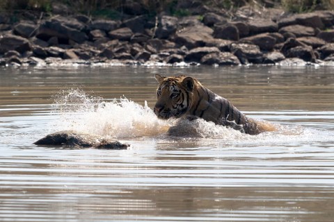 Tiger (Panthera tigris), Bengal tiger or Indian tiger, big cat (Pantherinae), carnivore