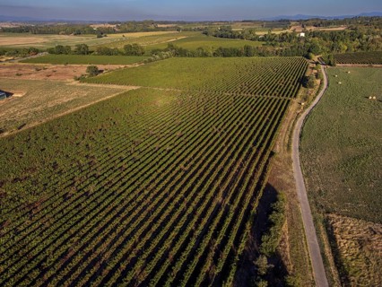 Vineyard near to Carcasona, Aude, Languedoc-Rosellón region. French Republic