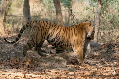 Tiger (Panthera tigris), Bengal tiger or Indian tiger, big cat (Pantherinae), carnivore