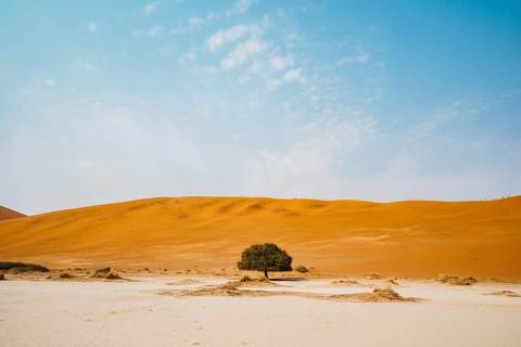 Lonely tree in the desert of sossusvlei dedvlei Namibia Africa