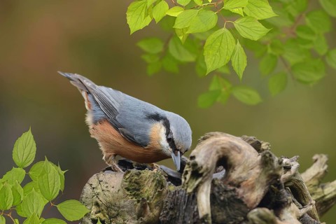 Bird 76