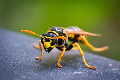 Wasp in portrait, as macro shot. nicely cropped, so that the details come out better