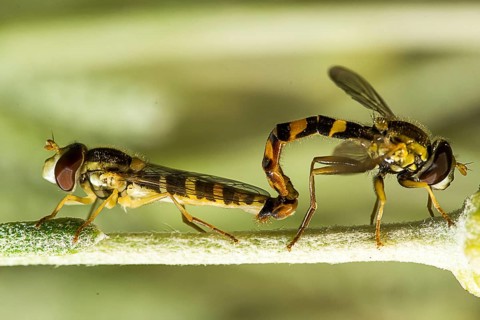 Hoverfly mating