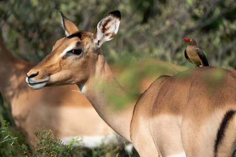 Oxpecker chopper on Impala, Gauteng, South Africa, Africa
