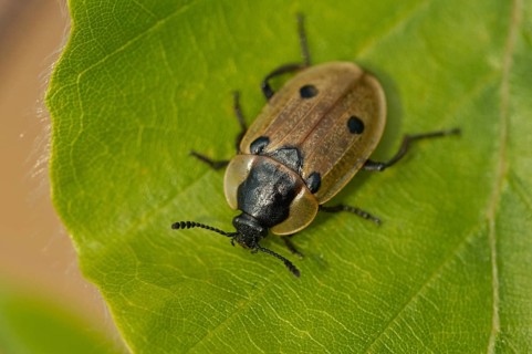 Four-spotted caterpillar moth (Dendroxena quadrimaculata)