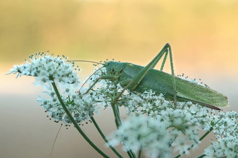 Great green bush cricket (Tettigonia viridissima)