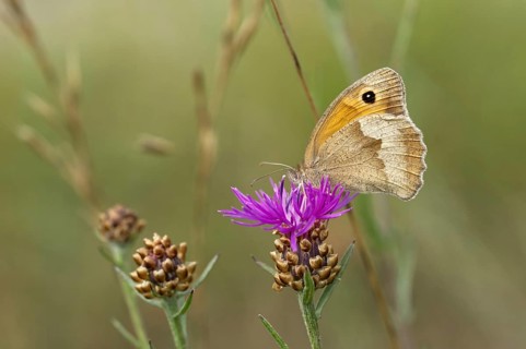 Meadow Brown (Maniola jurtina)