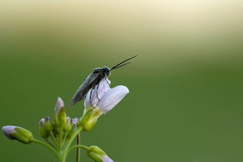 Plant wasp on a flower