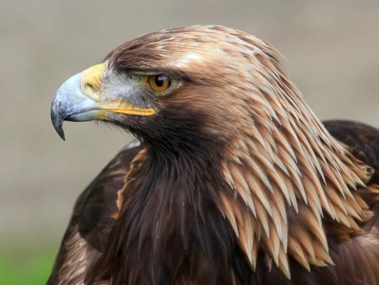 The portrait of Golden Eagle on the brown background