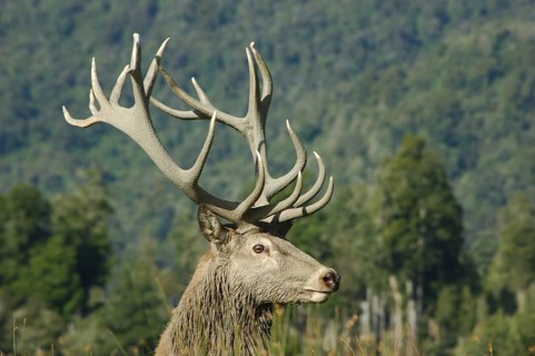 An 18 point red deer stag of 346 SCI, West Coast, South Island, New Zealand, Oceania