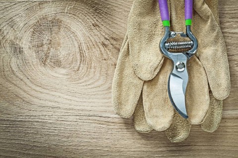 Leather protective gloves pruning shears on wooden board agriculture concept
