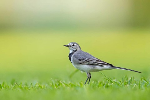 White wagtail, (Motacilla alba), songbird, Al Qurm Park, Muscat, Muscat, Oman, Asia