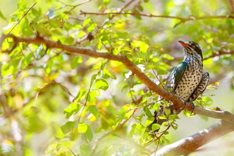 Golden cuckoo, Afrotropical species, family of golden cuckoos, cuckoo, (Chrysococcyx caprius), Wadi