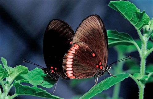Tropical butterfly, Costa Rica, Central America