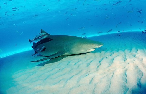 Lemon Shark, Negaprion brevirostris, Bahamas, Grand Bahama Island, Atlantic Ocean, Central America
