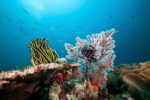 Reef with feather star, Triton Bay, West Papua, Indonesia, Asia
