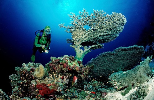 Diver and table coral, Acropora divaricata, Sudan, Africa, Red Sea, Africa