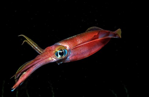 Large-fin reef squid at night, Sepioteuthis lessoniana, Bali, Indian Ocean, Indonesia, Asia