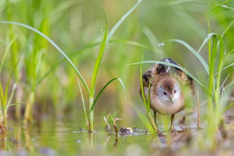 Little Crake, Little Crake, Small Crake, (Porzana parva), biotope, habitat, foraging, family of
