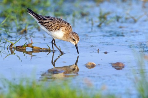 Animals, Birds, Little Sandpiper, (Calidris minuta), Biotope, Habitat, Foraging, Migratory bird,