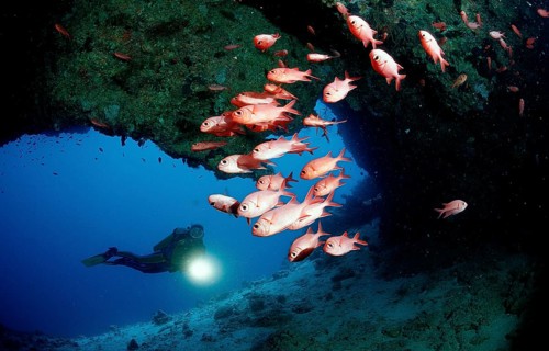Scuba diver and white-fringed soldierfish, underwater cave, Myripristis murdjan, Maldives, Indian