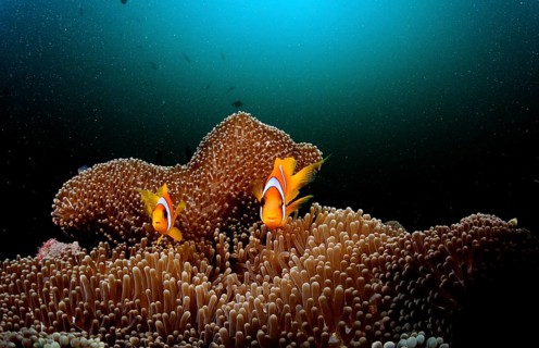 Two Red Sea Anemonefish, Amphiprion bicinctus, Djibouti, Djibouti, Africa, Afar Triangle, Gulf of